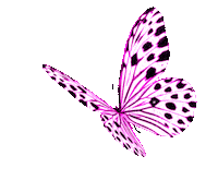 Butterfly 2